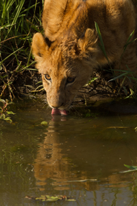 lion